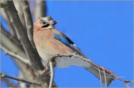 <p>SOJKA OBECNÁ (Garrulus glandarius) /Eurasian jay - Eichelhäher/</p>